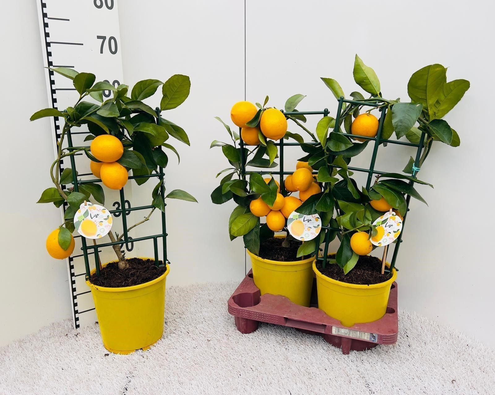 Горшечные цветы и растения оптом Citr Meyeri Meyer от 2шт (для телеги) из Голландии с доставкой по России