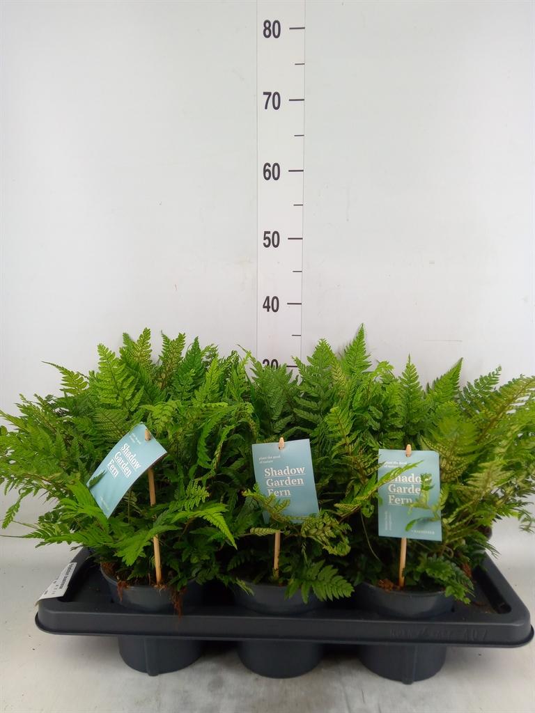 Горшечные цветы и растения оптом Polystichum Tsussimense от 7шт из Голландии с доставкой по России