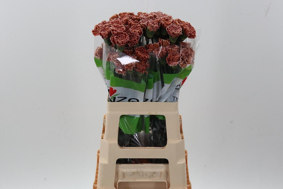 Срезанные цветы оптом Dianthus st paint brownies от 80шт из Голландии с доставкой по России