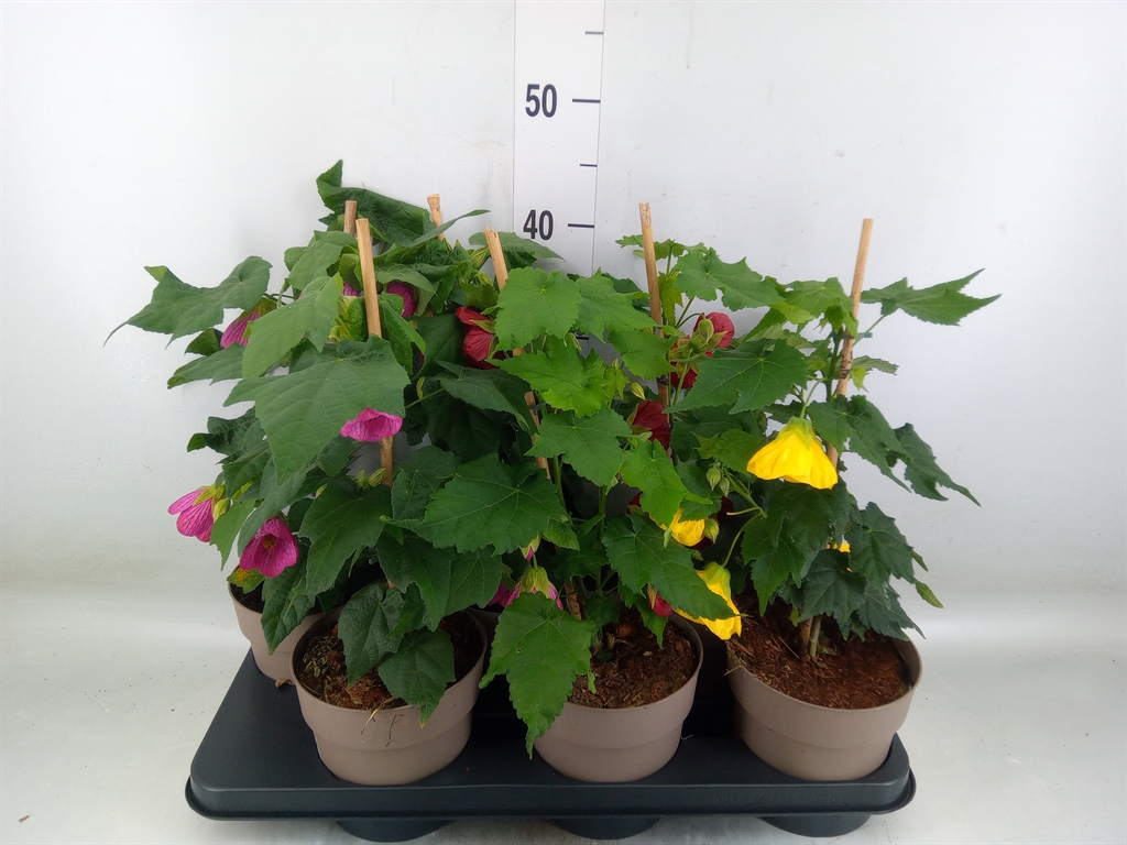 Горшечные цветы и растения оптом Abutilon   ...mix от 6шт из Голландии с доставкой по России