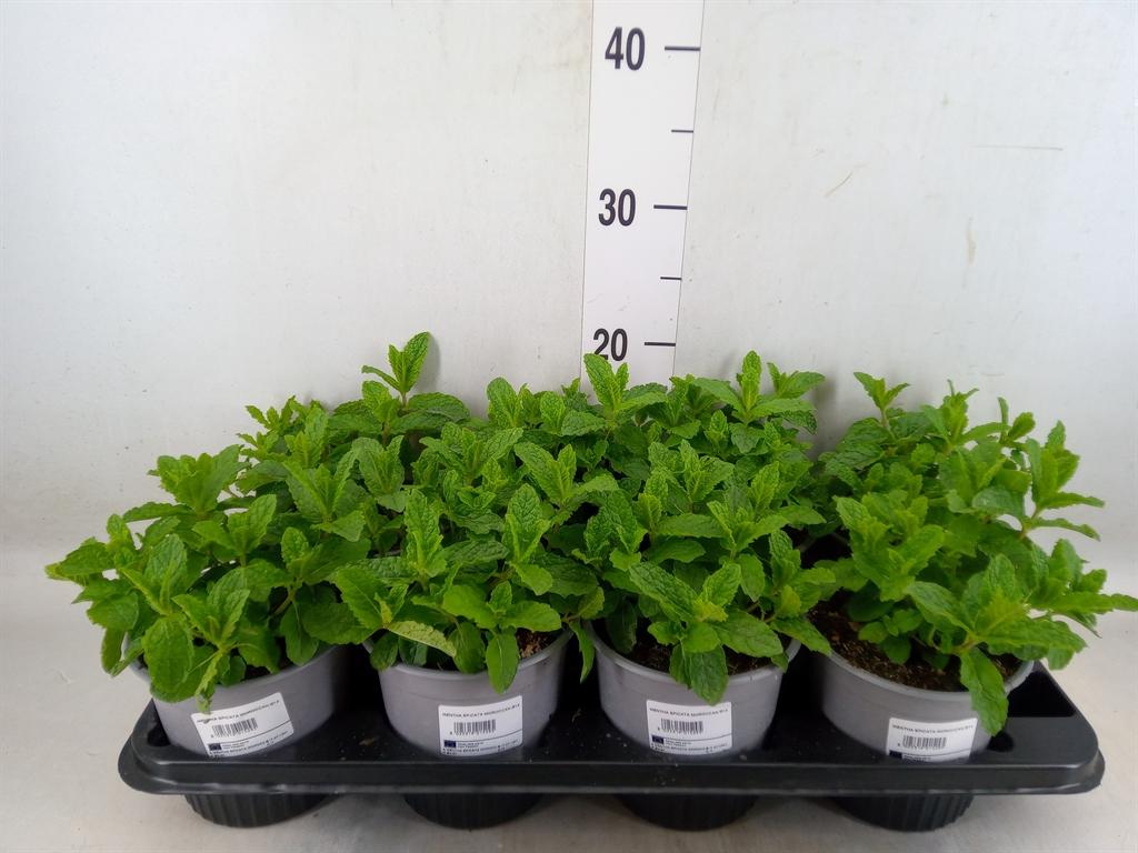 Горшечные цветы и растения оптом Mentha Spicata от 8шт из Голландии с доставкой по России