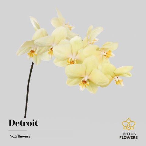 Срезанные цветы оптом Phalaenopsis detroit (per stem) от 12шт из Голландии с доставкой по России