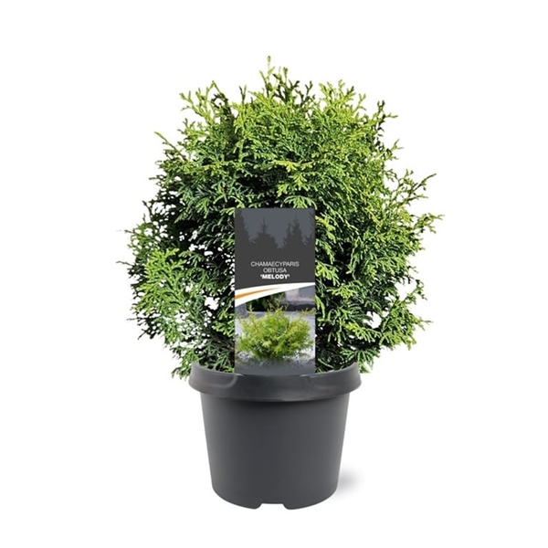 Горшечные цветы и растения оптом Chamaecyparis Obt Melody от 1шт из Голландии с доставкой по России