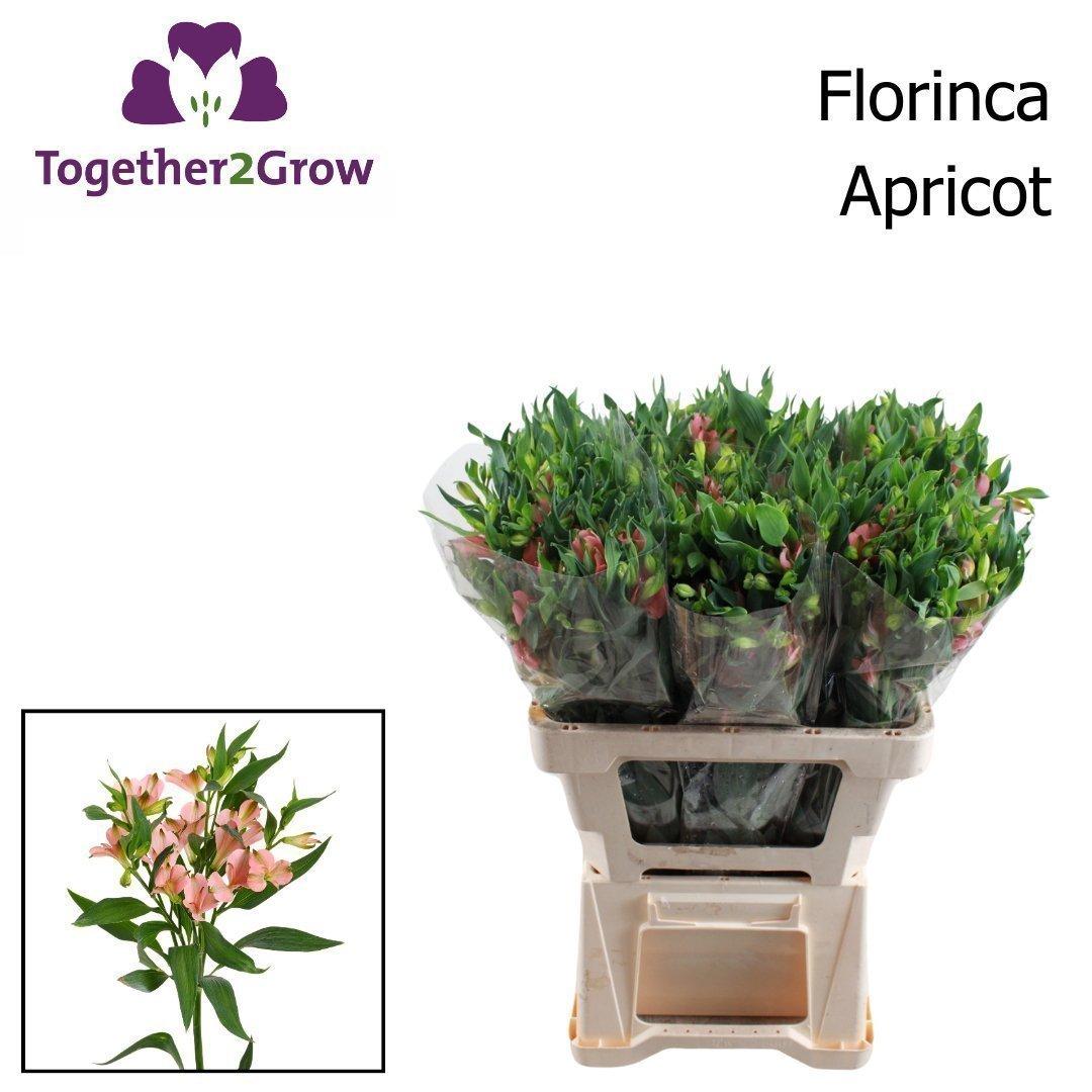 Срезанные цветы оптом Alstroemeria fl charmelia apricot от 60шт из Голландии с доставкой по России
