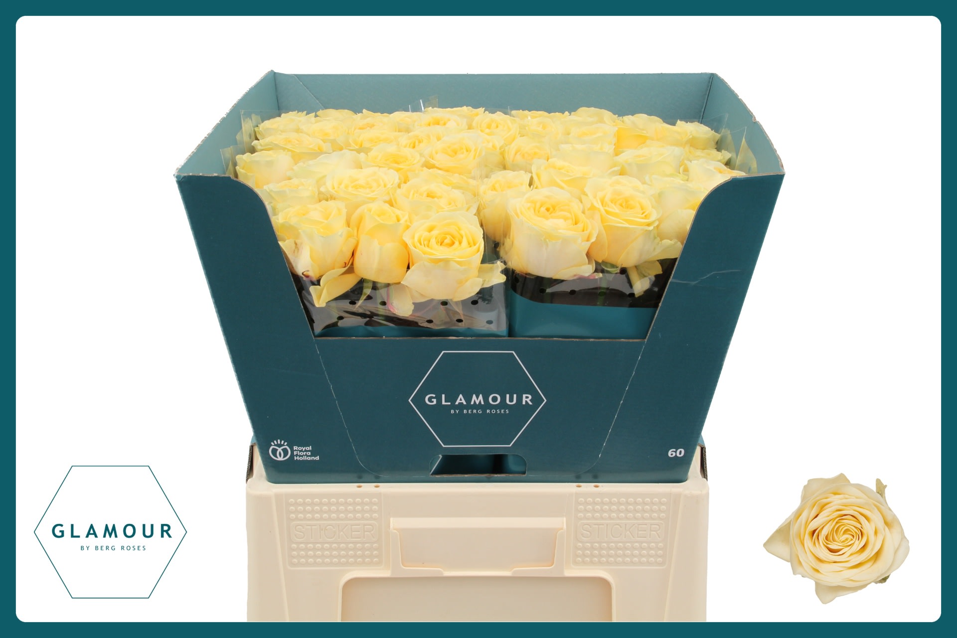 Срезанные цветы оптом Rosa large buttercup от 50шт. из Голландии с доставкой по России
