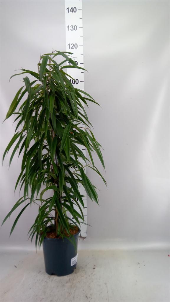 Горшечные цветы и растения оптом Ficus Bin Alii от 1шт из Голландии с доставкой по России