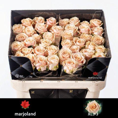 Срезанные цветы оптом Rosa large bellini! XL от 50шт из Голландии с доставкой по России