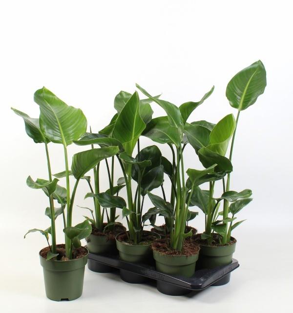 Горшечные цветы и растения оптом Strelitzia Nicolai от 6шт из Голландии с доставкой по России