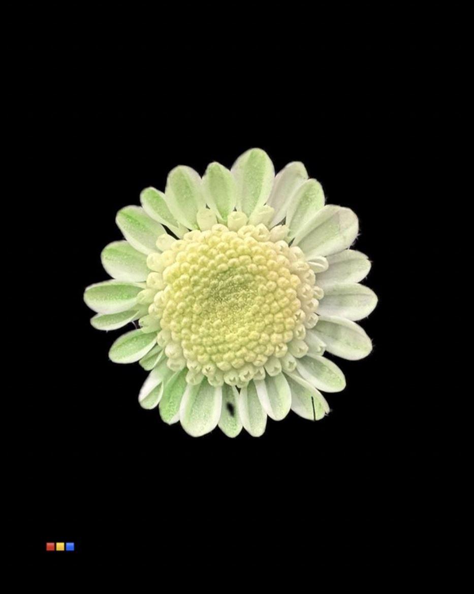 Срезанные цветы оптом Chrys sp paint stallion dusty mint от 60шт из Голландии с доставкой по России