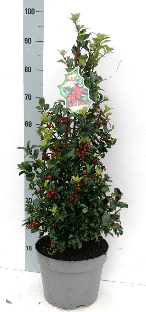 Горшечные цветы и растения оптом Ilex Mes. Blue Maid от 1шт из Голландии с доставкой по России