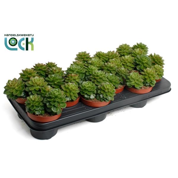 Горшечные цветы и растения оптом Echeveria Afines от 9шт из Голландии с доставкой по России