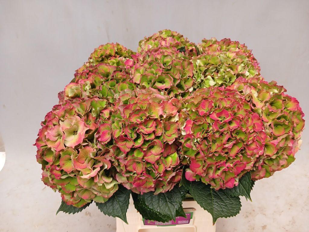 Срезанные цветы оптом Hydrangea royal palace classic от 10шт из Голландии с доставкой по России
