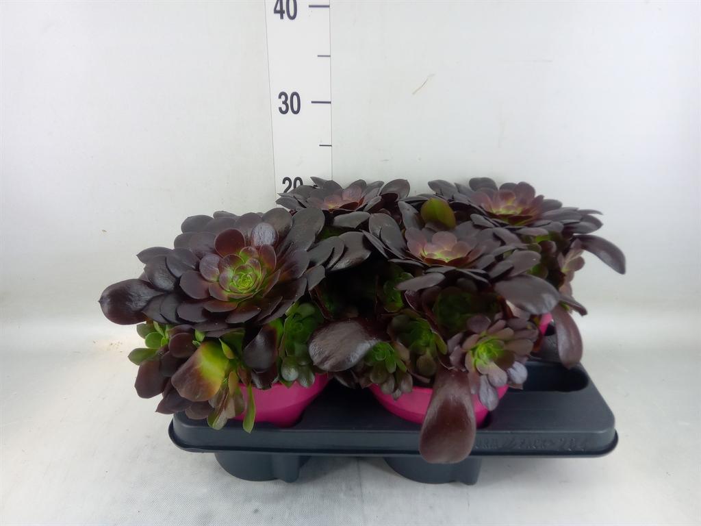 Горшечные цветы и растения оптом Aeonium Ab Velours от 4шт из Голландии с доставкой по России