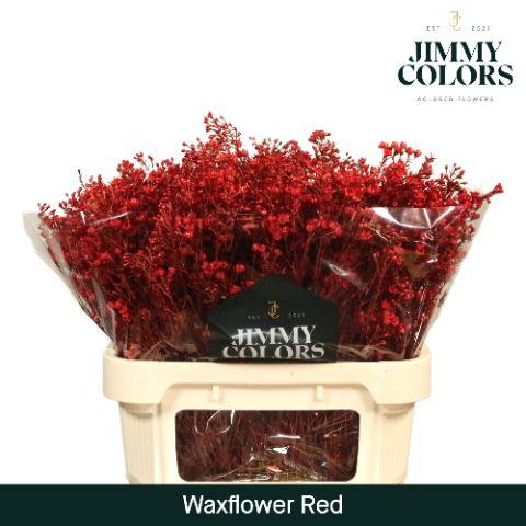 Срезанные цветы оптом Chamelaucium paint red от 50шт из Голландии с доставкой по России