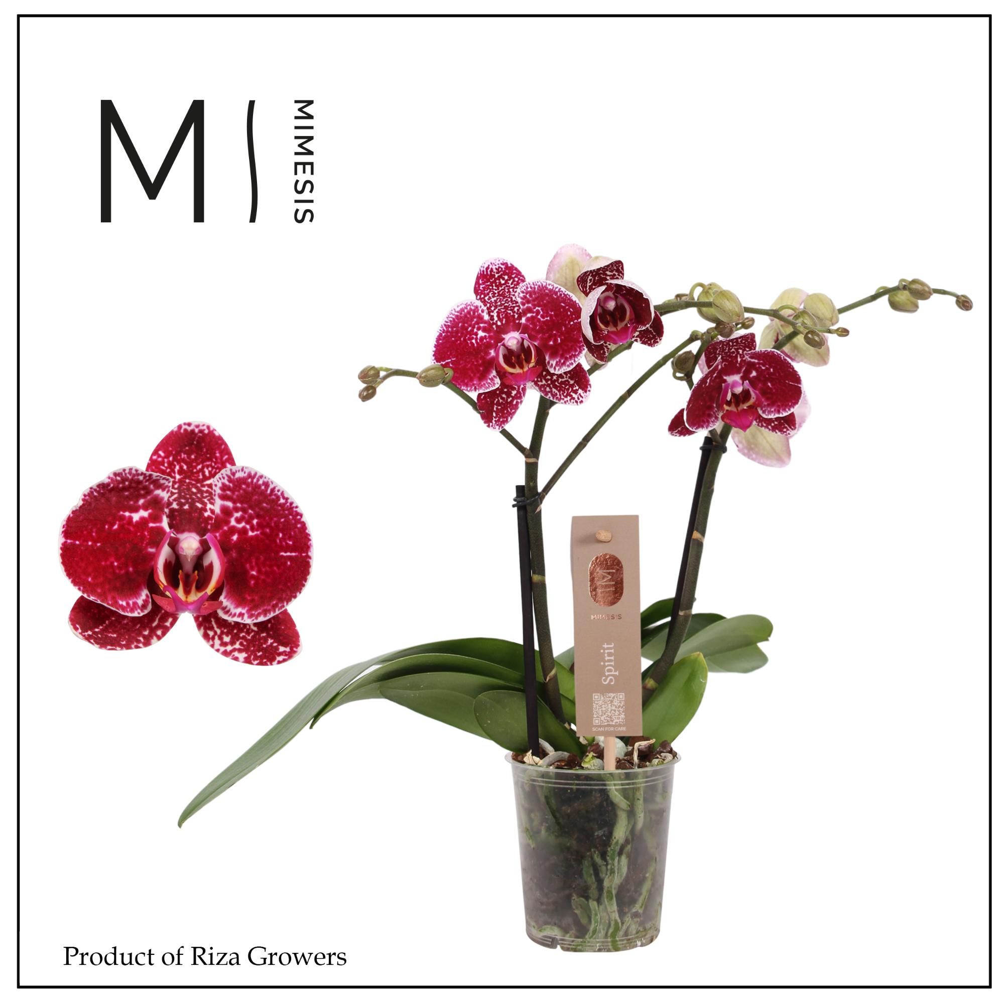 Горшечные цветы и растения оптом Phal 2st Spirit Red 16+(mimesis) от 6шт из Голландии с доставкой по России