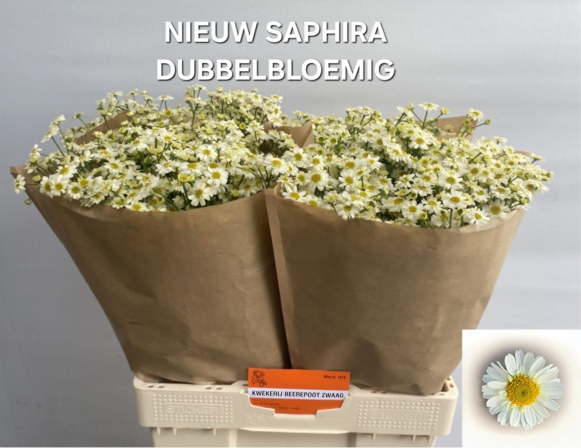 Срезанные цветы оптом Tanacetum saphira от 100шт из Голландии с доставкой по России