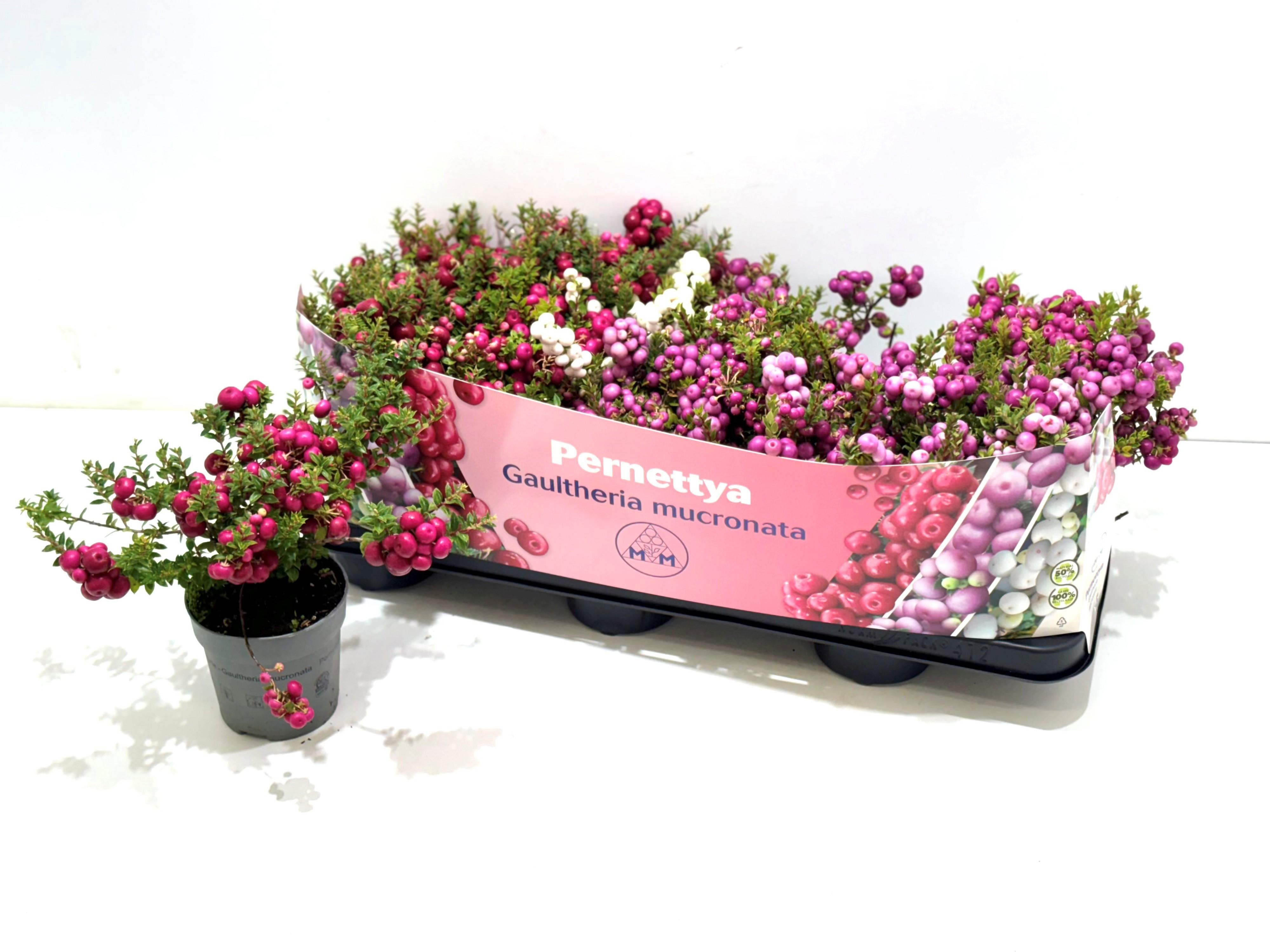 Горшечные цветы и растения оптом Gaulth Mucronata от 12шт из Голландии с доставкой по России