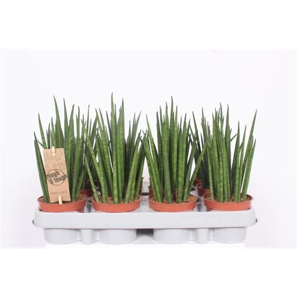 Горшечные цветы и растения оптом Sansevieria Mikado от 12шт (для телеги) из Голландии с доставкой по России