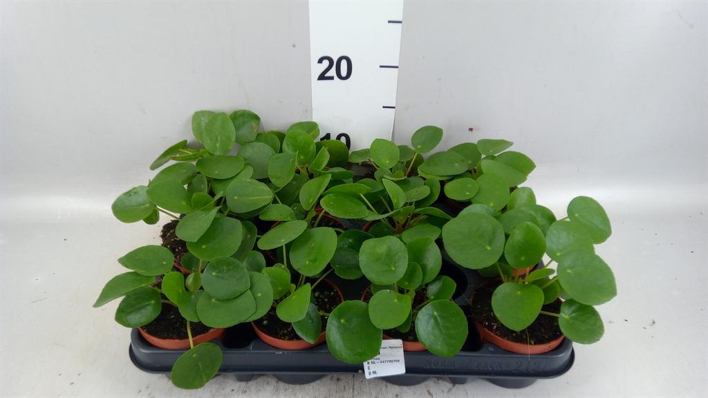 Горшечные цветы и растения оптом Pilea Peperomioides от 12шт (для телеги) из Голландии с доставкой по России