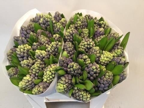 Срезанные цветы оптом Hyacinthus delft blue от 50шт из Голландии с доставкой по России