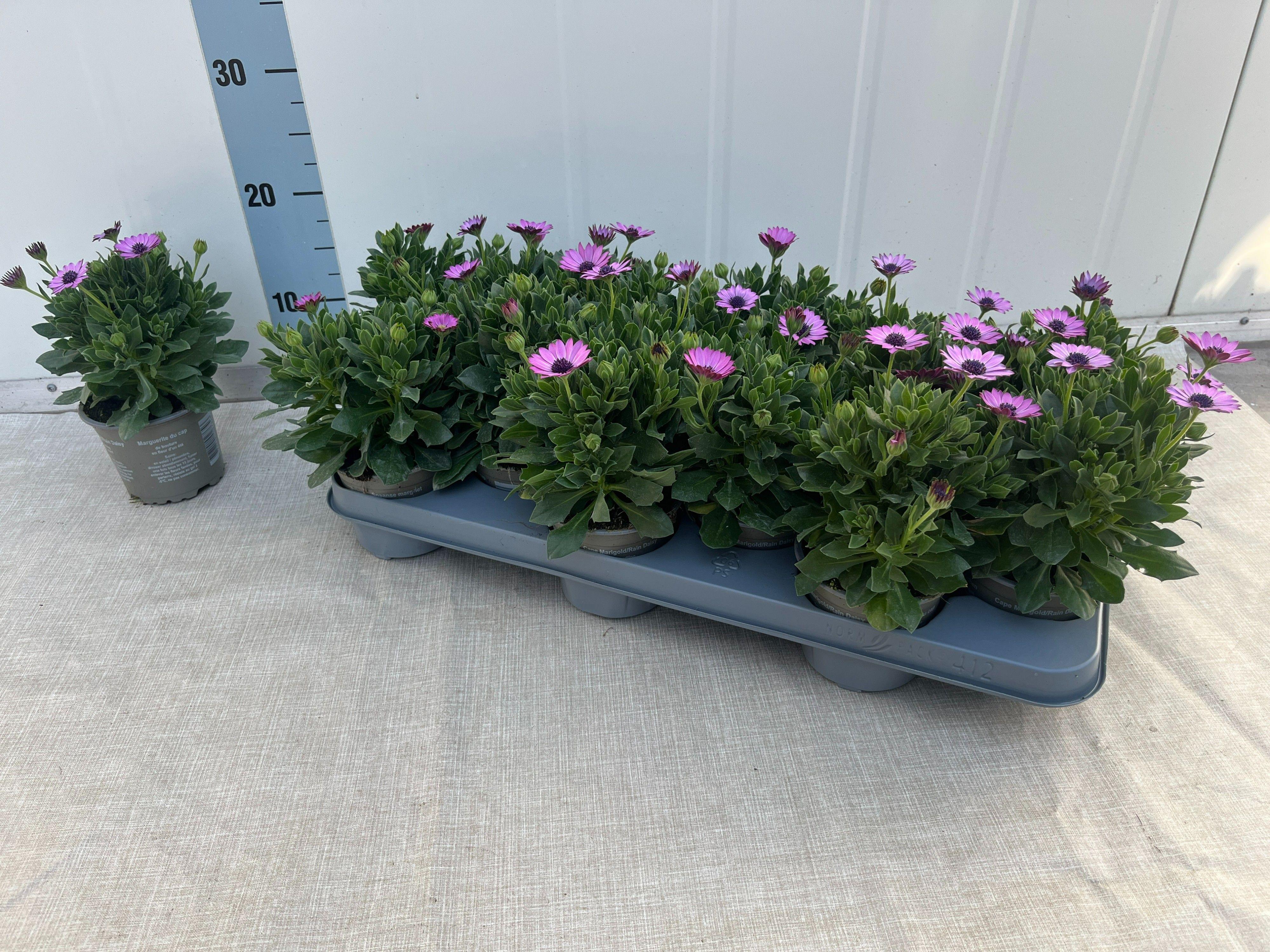 Горшечные цветы и растения оптом Osteo Ov от 12шт из Голландии с доставкой по России