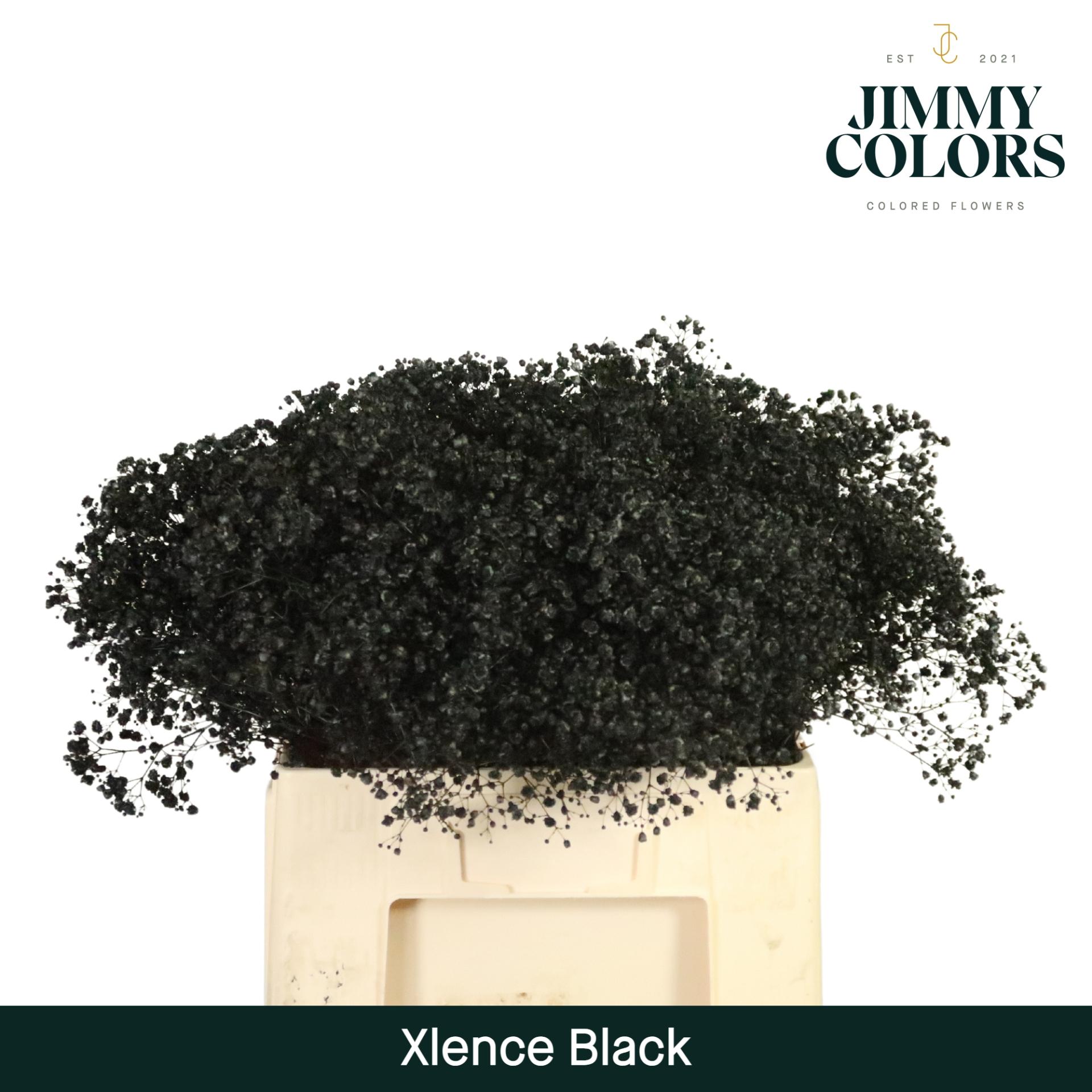 Срезанные цветы оптом Gyps large paint black от 100шт из Голландии с доставкой по России