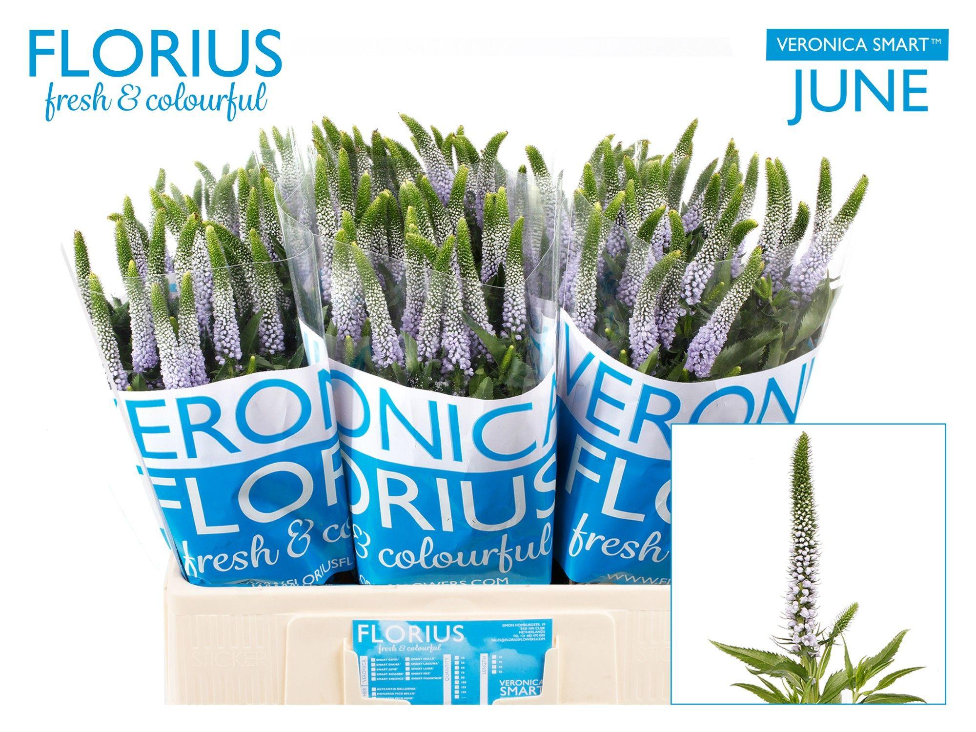 Срезанные цветы оптом Veronica milka от 150шт из Голландии с доставкой по России