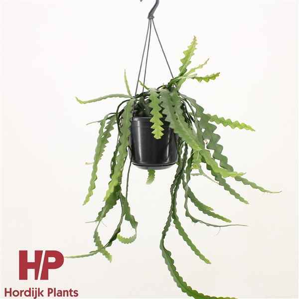 Горшечные цветы и растения оптом Selenicereus Anthonyanus Hanging Pot от 7шт из Голландии с доставкой по России