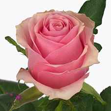 Срезанные цветы оптом Rosa la celeb от 60шт из Голландии с доставкой по России
