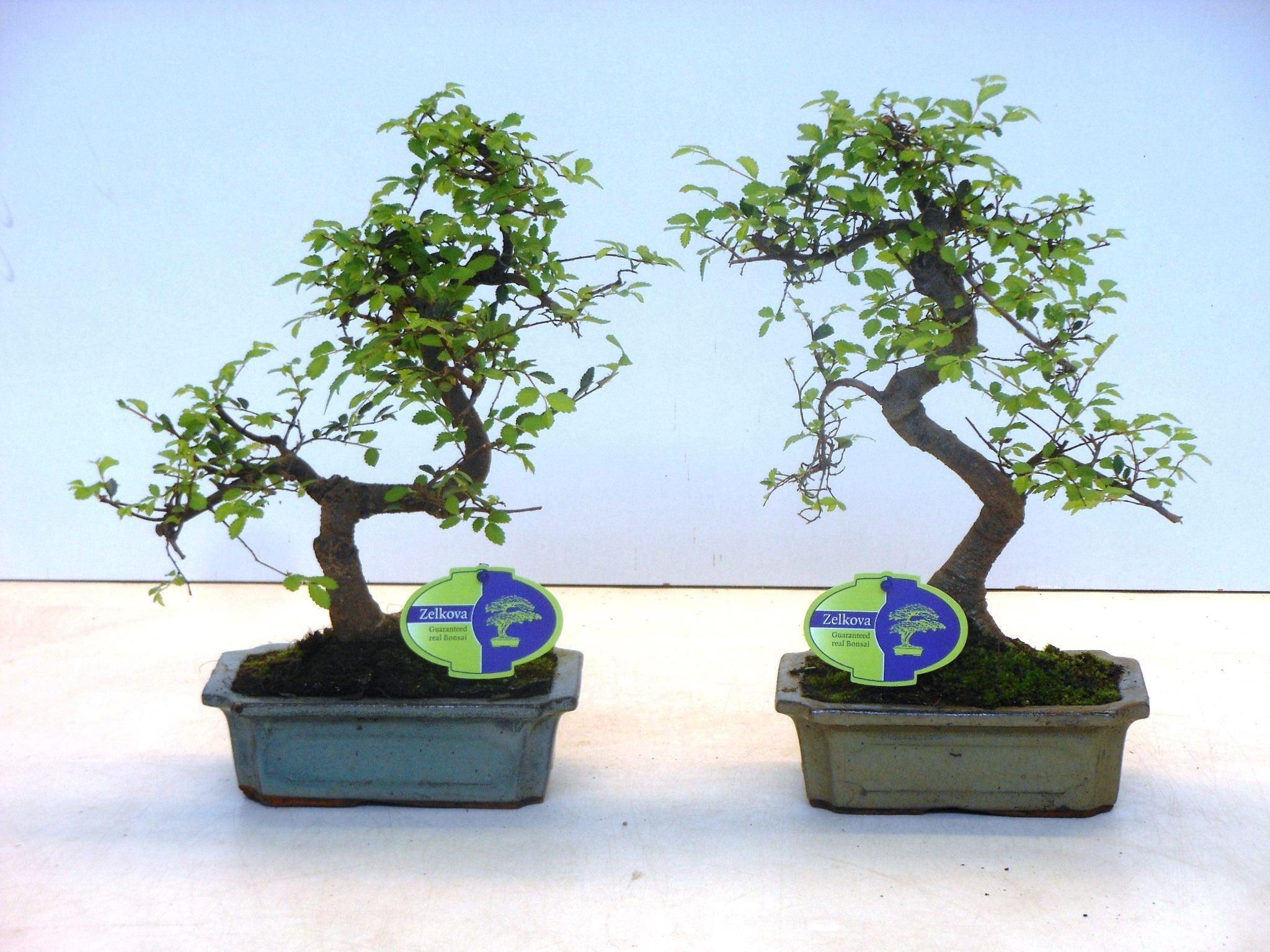 Горшечные цветы и растения оптом Bonsai Zelkova Parvifolia,  Without D от 6шт из Голландии с доставкой по России