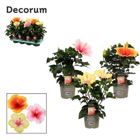 Горшечные цветы и растения оптом Hibiscus Mix Tutti Frutti 5+ (decorum) от 8шт из Голландии с доставкой по России