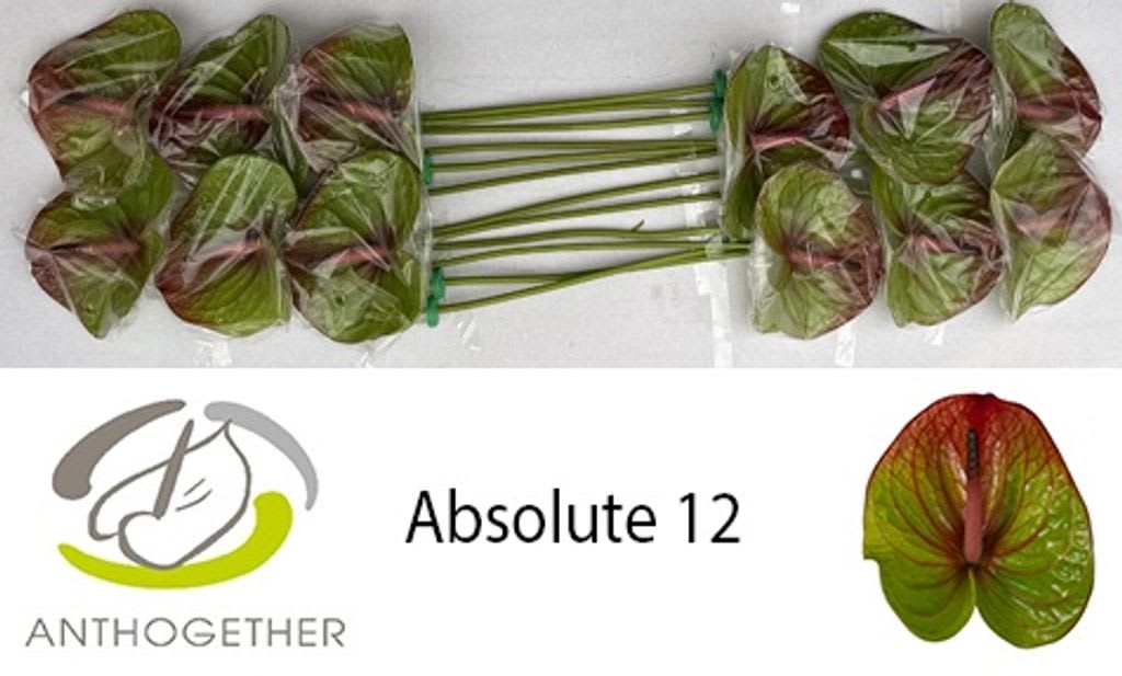 Срезанные цветы оптом Anthurium absolute от 12шт из Голландии с доставкой по России
