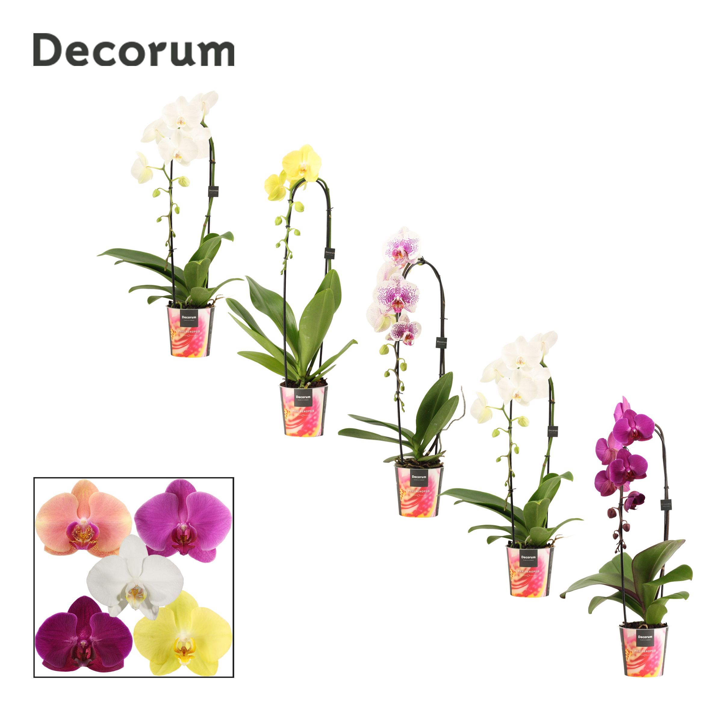 Горшечные цветы и растения оптом Phal Cascade 1st Mix 6+ Decorum (duijn Hove) от 6шт из Голландии с доставкой по России