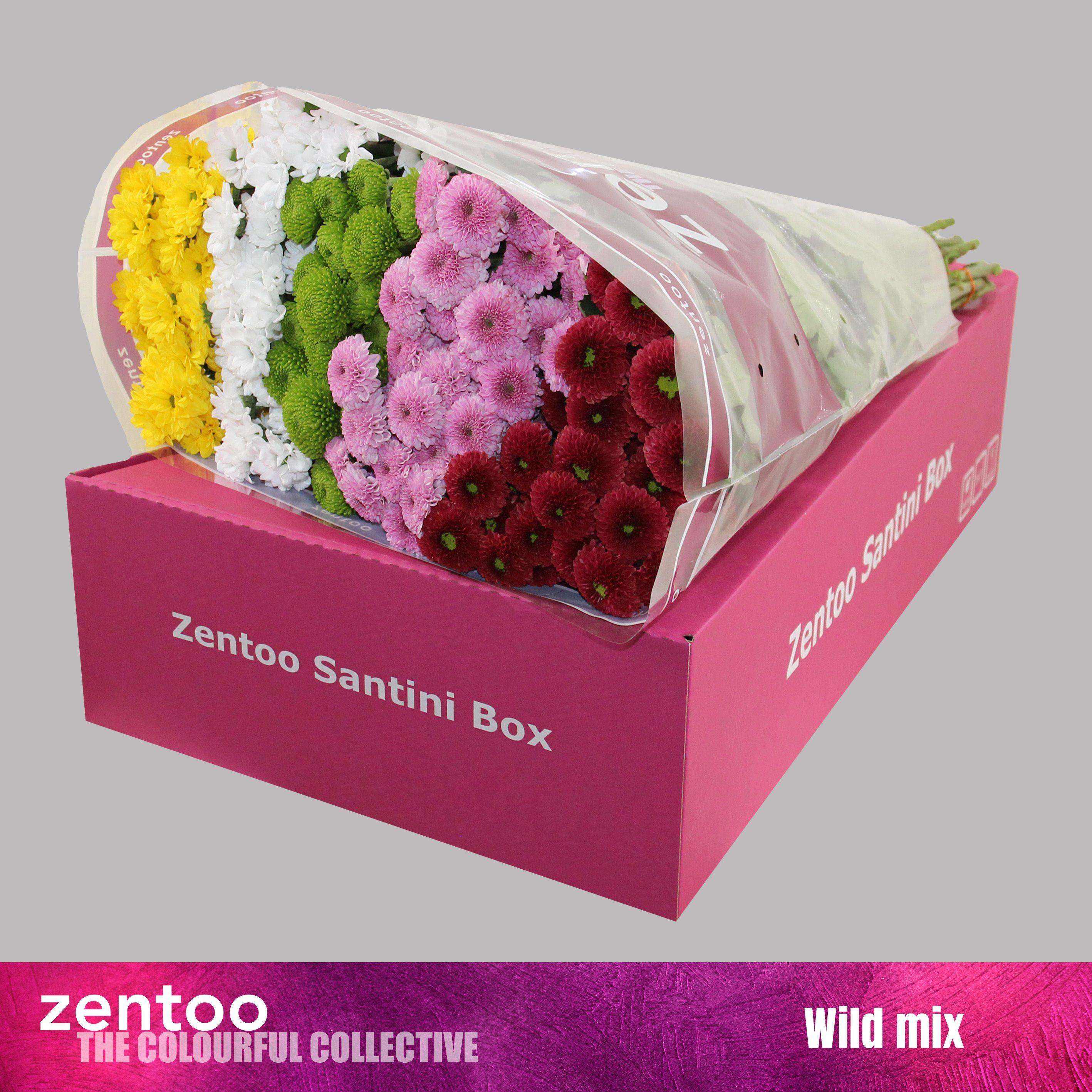 Срезанные цветы оптом Chrys sa mix wild от 25шт из Голландии с доставкой по России