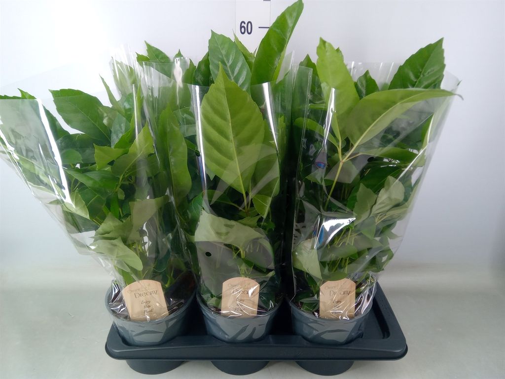 Горшечные цветы и растения оптом Schefflera Actin. от 6шт из Голландии с доставкой по России