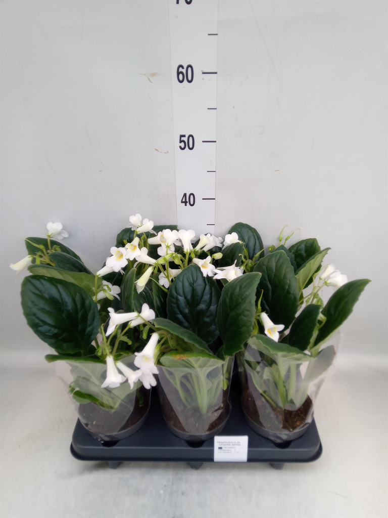 Горшечные цветы и растения оптом Streptocarpus   ... от 6шт из Голландии с доставкой по России