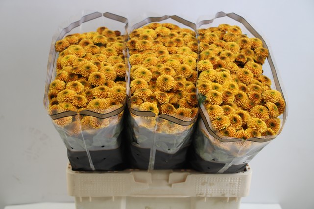 Срезанные цветы оптом Chrys sa doria orange от 75шт из Голландии с доставкой по России