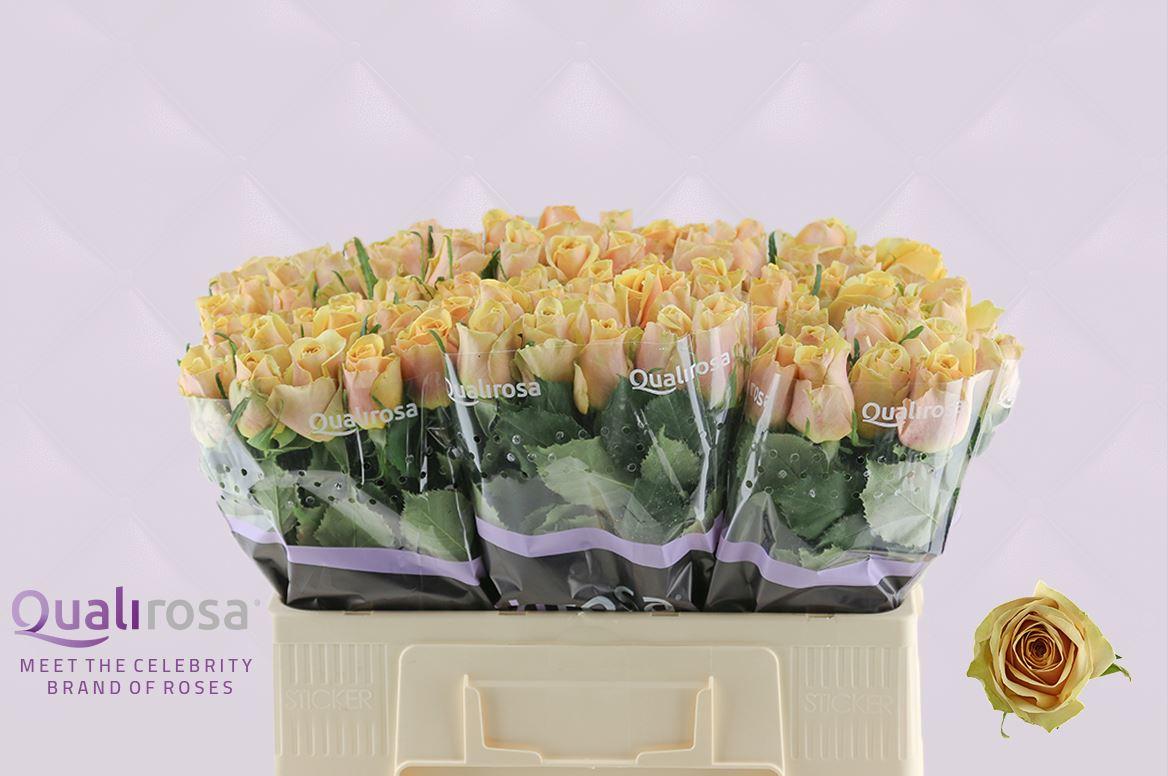 Срезанные цветы оптом Rosa large golden mustard от 80шт из Голландии с доставкой по России