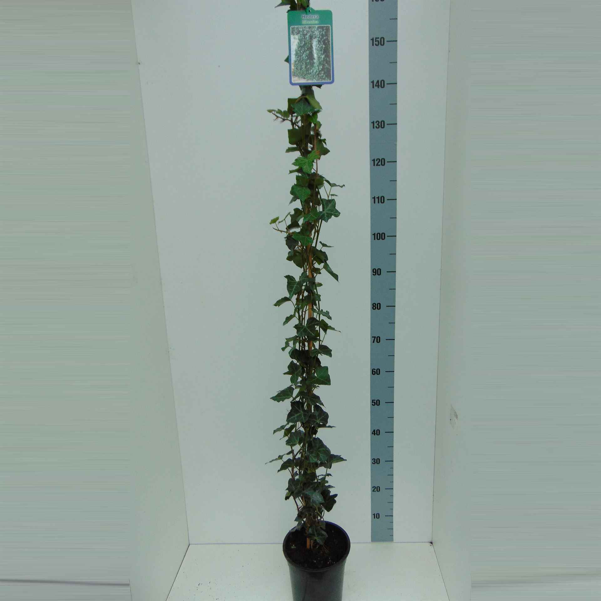 Горшечные цветы и растения оптом Hedera Hibernica от 1шт из Голландии с доставкой по России