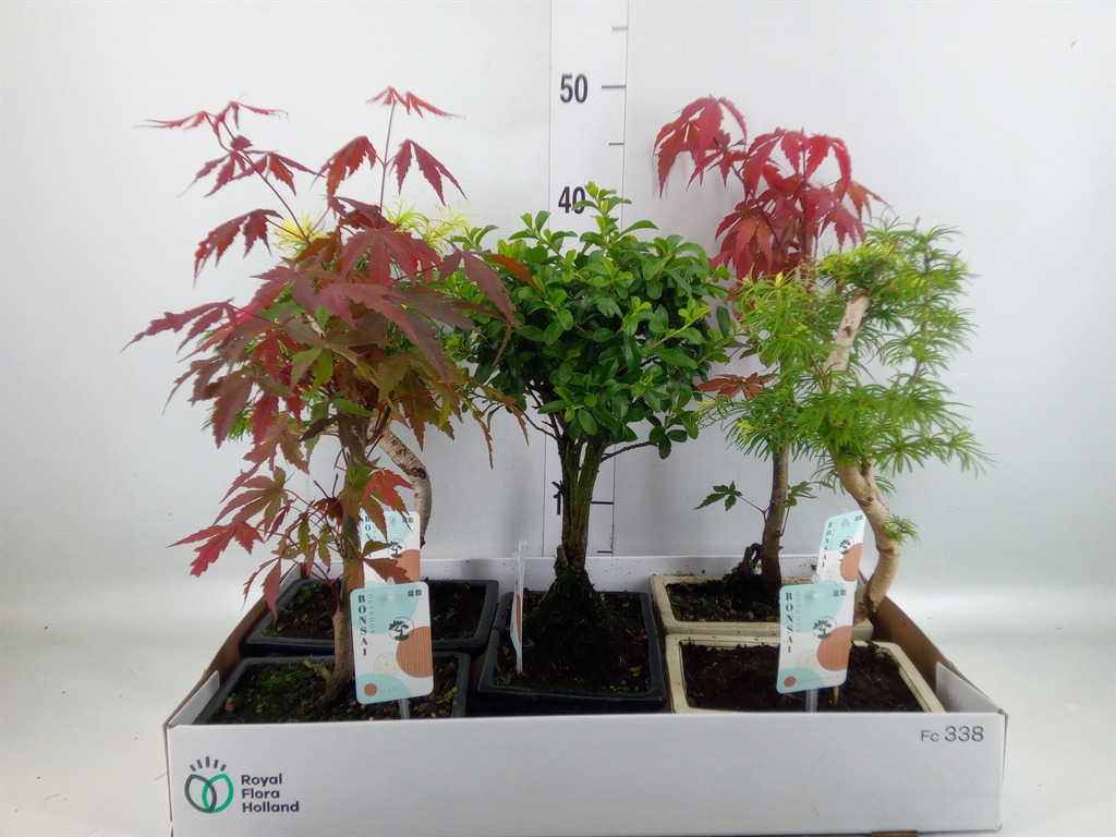 Горшечные цветы и растения оптом Bonsai   ...mix от 5шт из Голландии с доставкой по России