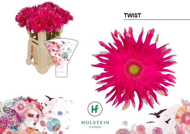 Срезанные цветы оптом Gerbera gerpasta twist от 40шт из Голландии с доставкой по России