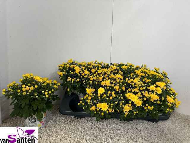 Горшечные цветы и растения оптом Chry Gard Yellow от 8шт из Голландии с доставкой по России