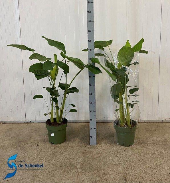 Горшечные цветы и растения оптом Calat Ov от 1шт из Голландии с доставкой по России