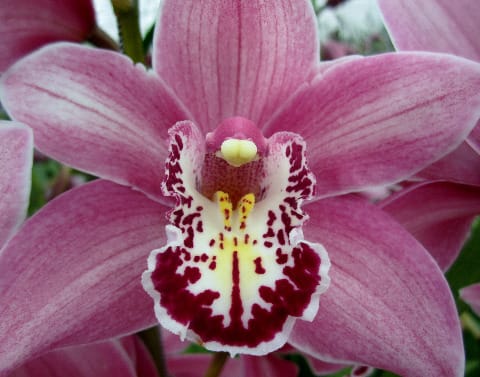 Срезанные цветы оптом Cymbidium pink candy от 6шт. из Голландии с доставкой по России