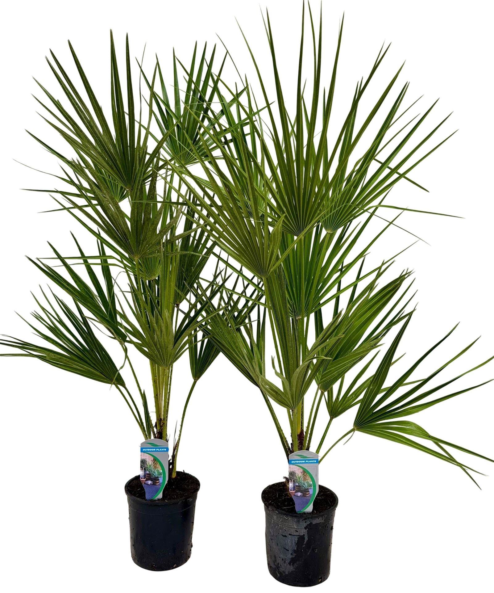 Горшечные цветы и растения оптом Chamaerops Humilis от 6шт из Голландии с доставкой по России