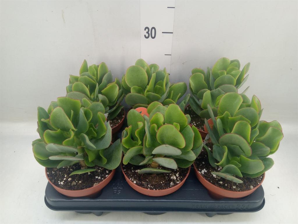 Горшечные цветы и растения оптом Crassula Arborescens от 6шт из Голландии с доставкой по России