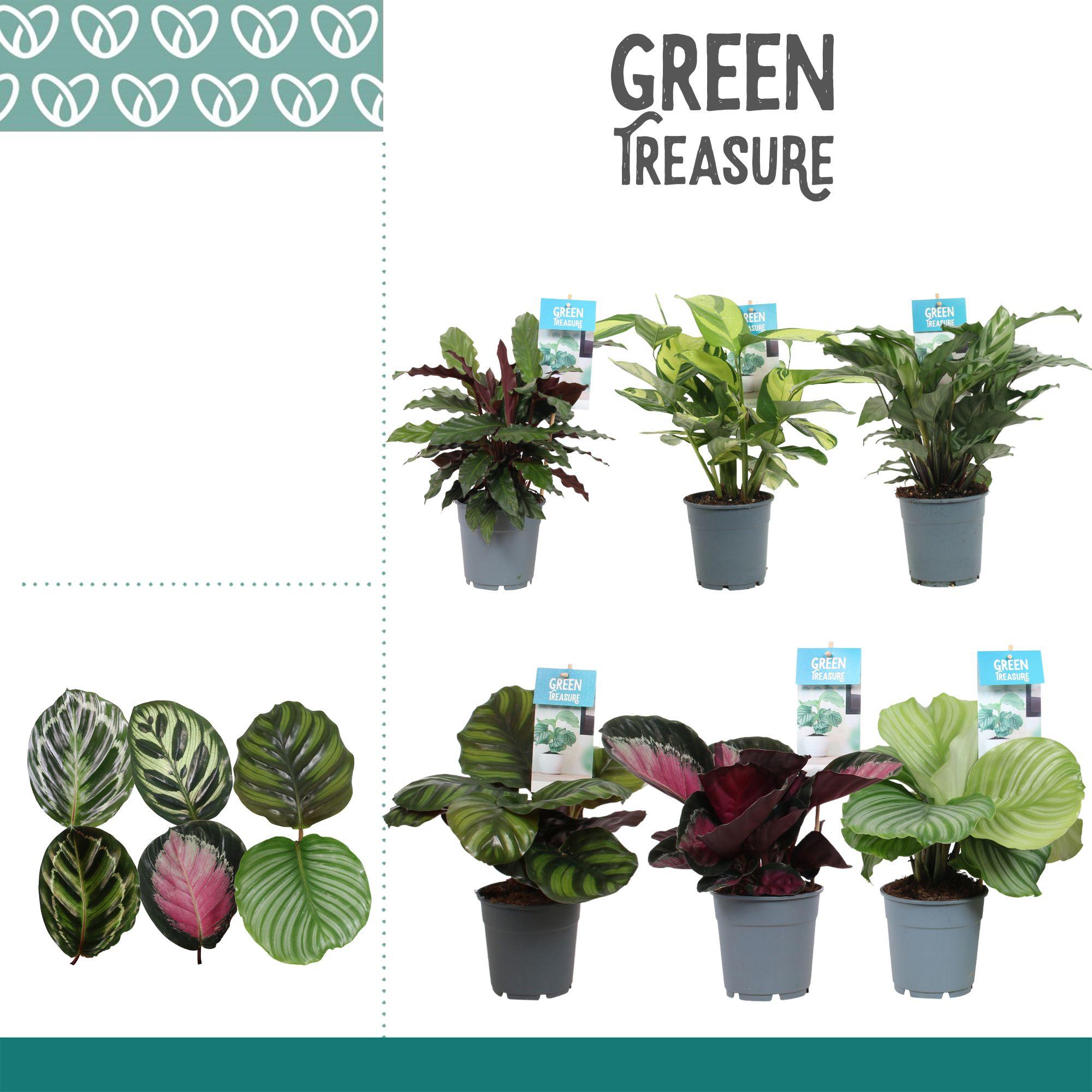 Горшечные цветы и растения оптом Calathea Mix Exclusive от 6шт из Голландии с доставкой по России