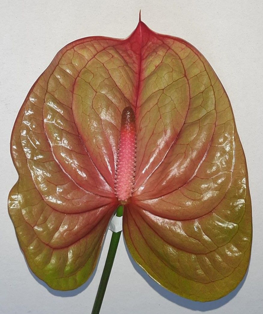 Срезанные цветы оптом Anthurium licosa 312 от 24шт. из Голландии с доставкой по России