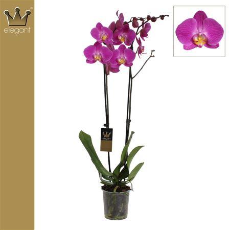 Горшечные цветы и растения оптом Phal 2st Purple Sunset 18+ (bernard) от 10шт из Голландии с доставкой по России