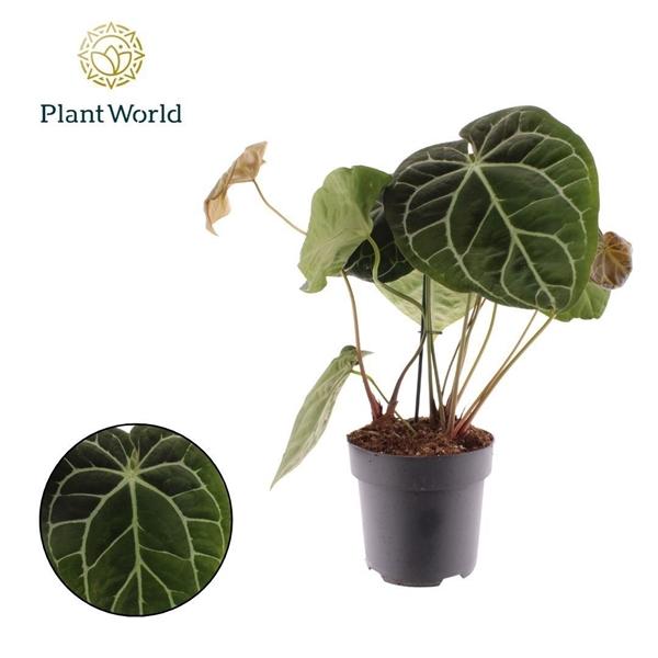 Горшечные цветы и растения оптом Anthurium Chrystallinum от 3шт из Голландии с доставкой по России